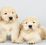 Pet Store For Sale in Indianapolis Metro Market